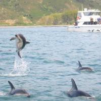 Swimming With 400 Dolphins In New Zealand