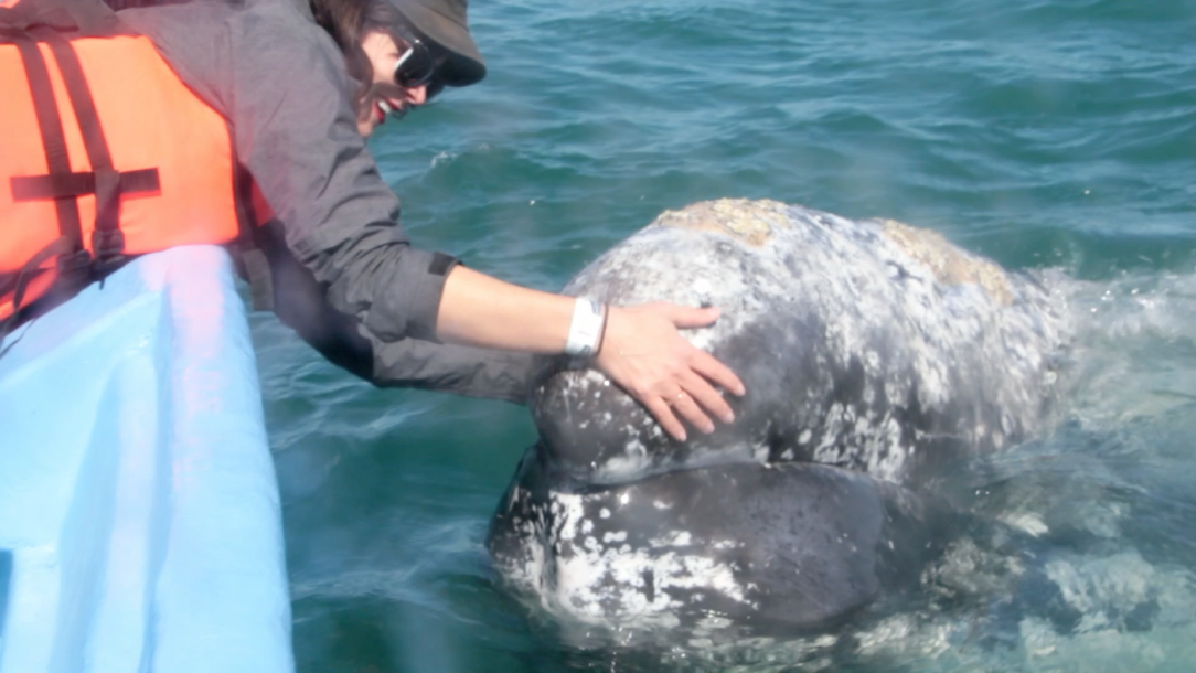 Gray-Whales-Mexico-77