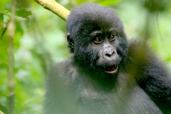 Gorilla Habituation Experience Uganda